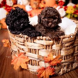 Chocolate - Brown male Poodle puppy in Atlanta, Georgia from ATLANTA POODLE BREEDER (AKC)