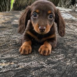 Fendi - Chocolate and tan female Dachshund puppy in Industry, Illinois from KDKs Kennels