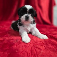 Blessing - Black and white female Shichon puppy in Ronda, North Carolina from Willow River