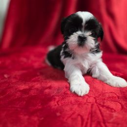 Blessing - Black and white female Shichon puppy in Ronda, North Carolina from Willow River