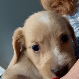Jingle - Cream male Dachshund puppy in Vero Beach, Florida from Joseph’s Dachshunds
