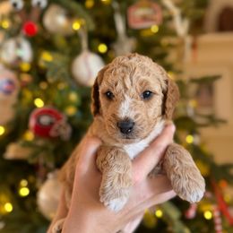 Miss Lavender - Cream female Goldendoodle puppy in Athens, Georgia from Moore Goldendoodles