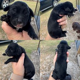 Black girl - Black female English Cocker Spaniel puppy in Millen, Georgia from Pine Hill Kennels