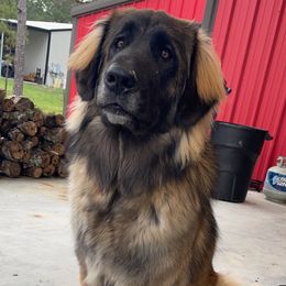 Indy - Leonberger