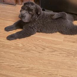Maverick - Blue male Chinese Shar-Pei puppy in Rome, Pennsylvania from Maynard Hills Chinese Sharpeis