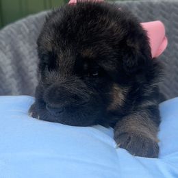 Clover - Black and red female German Shepherd puppy in Louisville, Kentucky from Haus of Beautiful Chaos German Shepherds