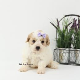 Sultana (Purple Collar Female) - Blenheim female Cavapoo puppy in Republic, Missouri from Red Skye Puppies