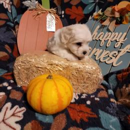 Boy 3 - White Coton de Tulear puppy in Middletown, Ohio from Carousel Cotons