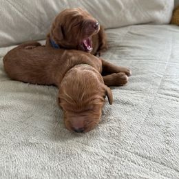 Goldendoodle Puppies from Woodland Creek Goldendoodles