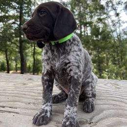German Shorthaired Pointer Puppies from Kahaka Kennels