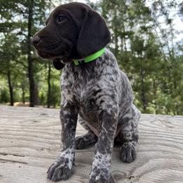 German Shorthaired Pointer Puppies from Kahaka Kennels