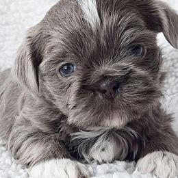 ASHER - ADOPTED! - Blue male Shih Tzu puppy in Middle Grove, New York from Beirin Breige Shih Tzus