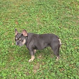 Isa - French Bulldog