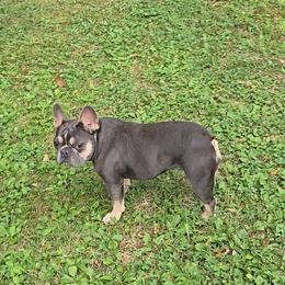 Isa - French Bulldog