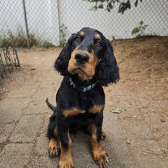 Aqua girl - Black and tan female Gordon Setter puppy in Levittown, New York from Noah's Ark Gordon Setters
