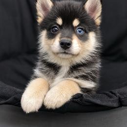 Fezzik - Tri-color male Pomsky puppy in Winston, Oregon from Arctic Tails Spitz