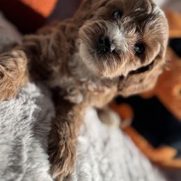 Aussiedoodle and Cavapoo Puppies from Pawsome Aussie Doodles and Oodles