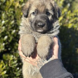 Girl 1 - Black female German Shepherd puppy in Warwick, Rhode Island from Karma Kennels