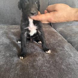 Boy 1 - Black male Borzoi puppy in Texas from Houston Borzoi