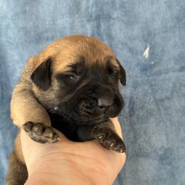 Splinter - Fawn male Mastiff puppy in Wewoka, Oklahoma from P Diamond Mastiffs