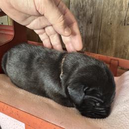 Girl 5 - female Great Dane puppy in Wimberley, Texas from Heart of Texas Great Danes