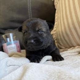 Female 1 - Sable female German Shepherd puppy in Denver, Colorado from Morales Kennels