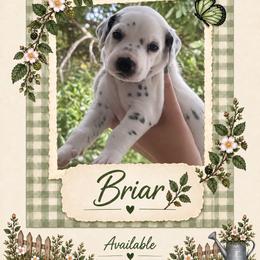 Briar - White and black male Dalmatian puppy in Lehigh Acres, Florida from PupsMansion