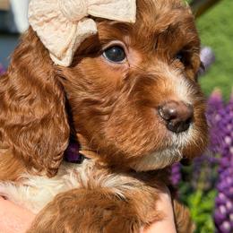 Sorcha (lilac collar) - Red female Irish Doodle puppy in Mouth Of Wilson, Virginia from HoneyBunn Doodle Co.