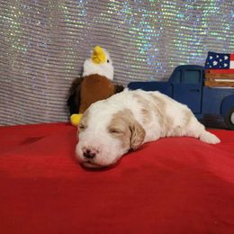 Honor - Labradoodle puppy from Oodles of poodles and doodles
