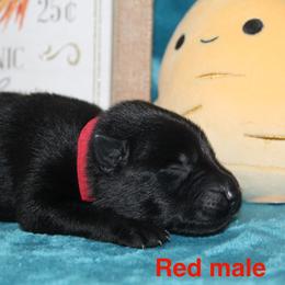 Red collar - Black male German Shepherd puppy in Ann Arbor, Michigan from Von Der Havier German Shepherds