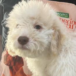 Mashed Potato - White male Lagotto Romagnolo puppy in Chicago, Illinois from Midwest Lagotto Romagnolo