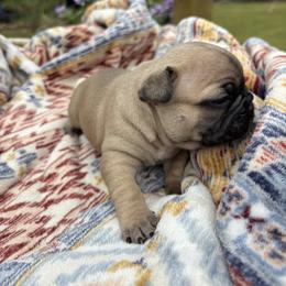 Charlie - Fawn male French Bulldog puppy in Alabama from Southern Bulldogs