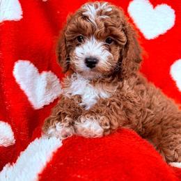 Bear - Brown male Cavapoo puppy in East Earl, Pennsylvania from White Creek