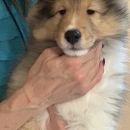 Shetland Sheepdog Puppies from Stone Oak shelties