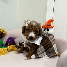 White - Apricot female Goldendoodle puppy in Bakersfield, California from Lavish Doodles