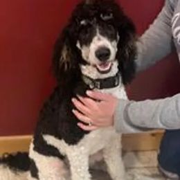 Aussiedoodles, Labradoodles, and Poodles from Montanas Beartooth Doodles