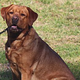 Labrador Retrievers from Rocky Flats Kennels