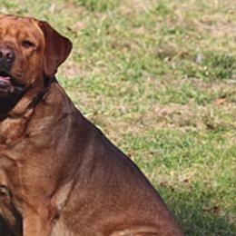 Labrador Retrievers from Rocky Flats Kennels