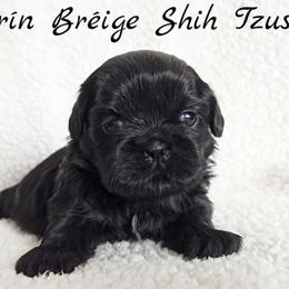COCO - Black female Shih Tzu puppy in Las Vegas, Nevada from Beirin Breige Shih Tzus