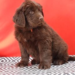Misha Female Orange Collar - Brown female Newfoundland puppy in Dalton, Ohio from Newfforu