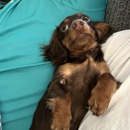 Addie - Dachshund
