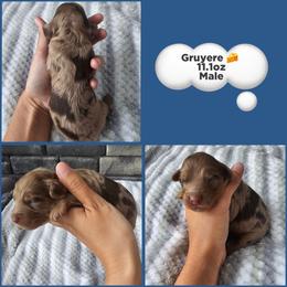 Gruyere - Merle male Cockapoo puppy in Zanesville, Ohio from Meghan McKay