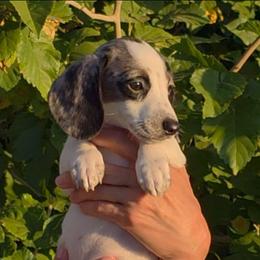 Josie Jo - Piebald female Dachshund puppy in Phoenix, Arizona from AZ's Prestigious Miniature Dachshunds