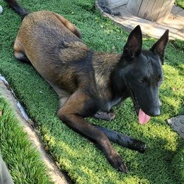 Sakura - Belgian Malinois