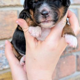 Beignet - Tri-color female Bernedoodle puppy in Beaumont, Texas from Joy's Dood Ranch