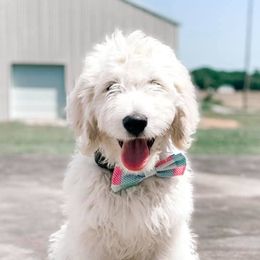 Aussiedoodles and Goldendoodles from Flint Creek Doodles