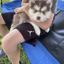 Pomsky and Siberian Husky Puppies from Hemlock Pines Pomsky