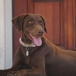 Daisy - Labrador Retriever