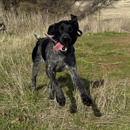 Juniper - German Shorthaired Pointer