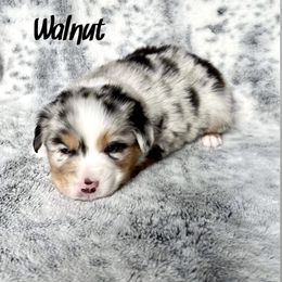 Boy 3 - Blue merle Miniature Australian Shepherd puppy in Cusick, Washington from Dry Ridge Miniature Australian Shepherds